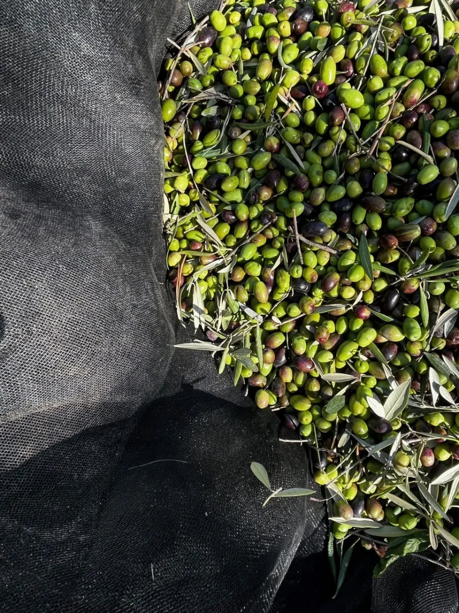 Freshly harvested olives with stems and leaves spread on dark netting.