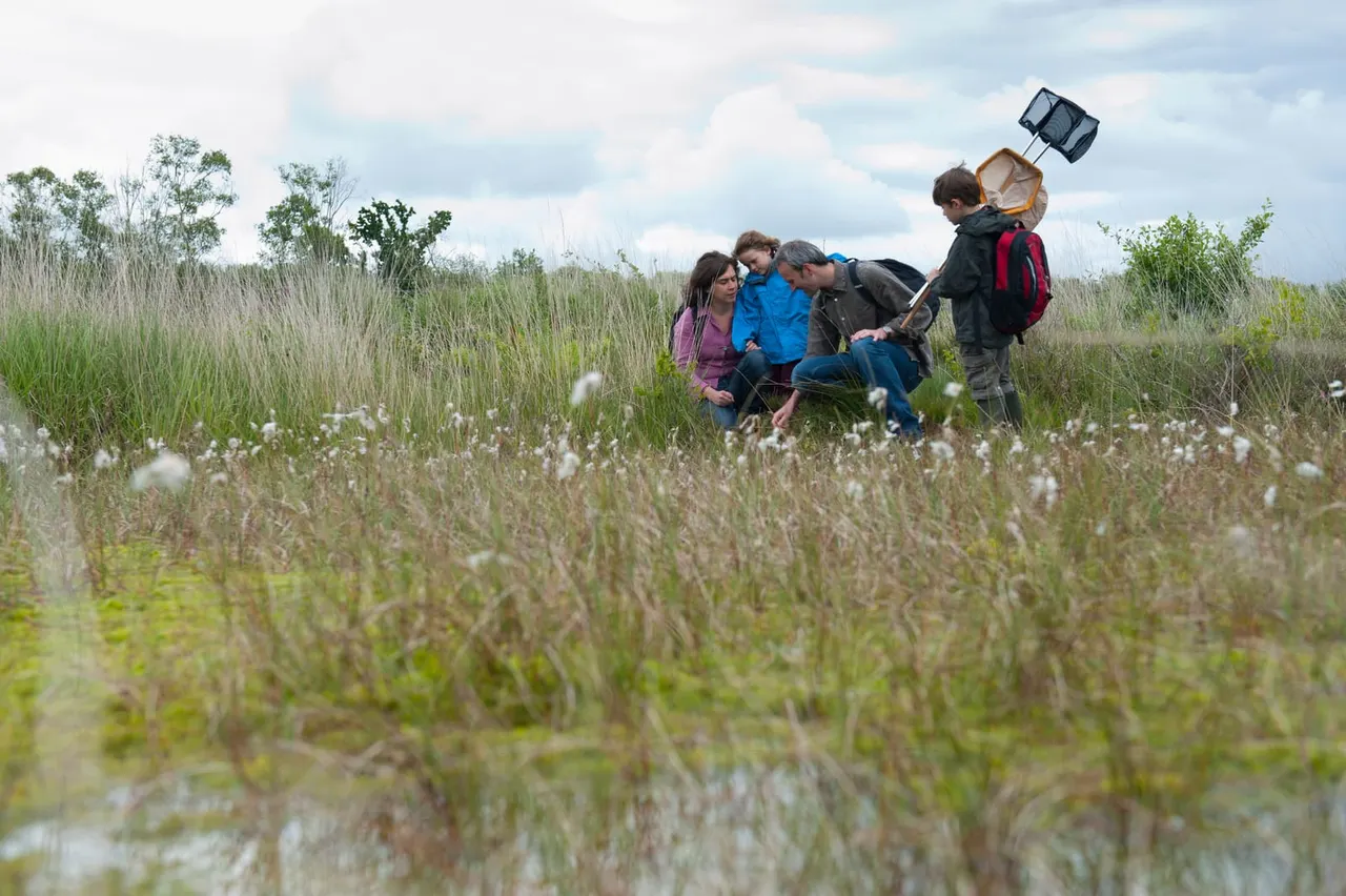 Adults and children conducting a nature survey in wetland habitat with reed beds and white seed heads.