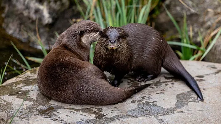 Two otters on a rocky surface near water and aquatic plants.