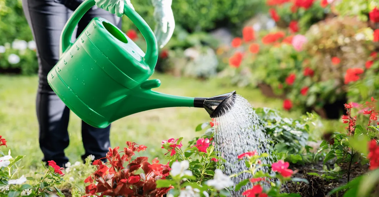 Person watering red and white flowers in a garden bed with a green watering can.