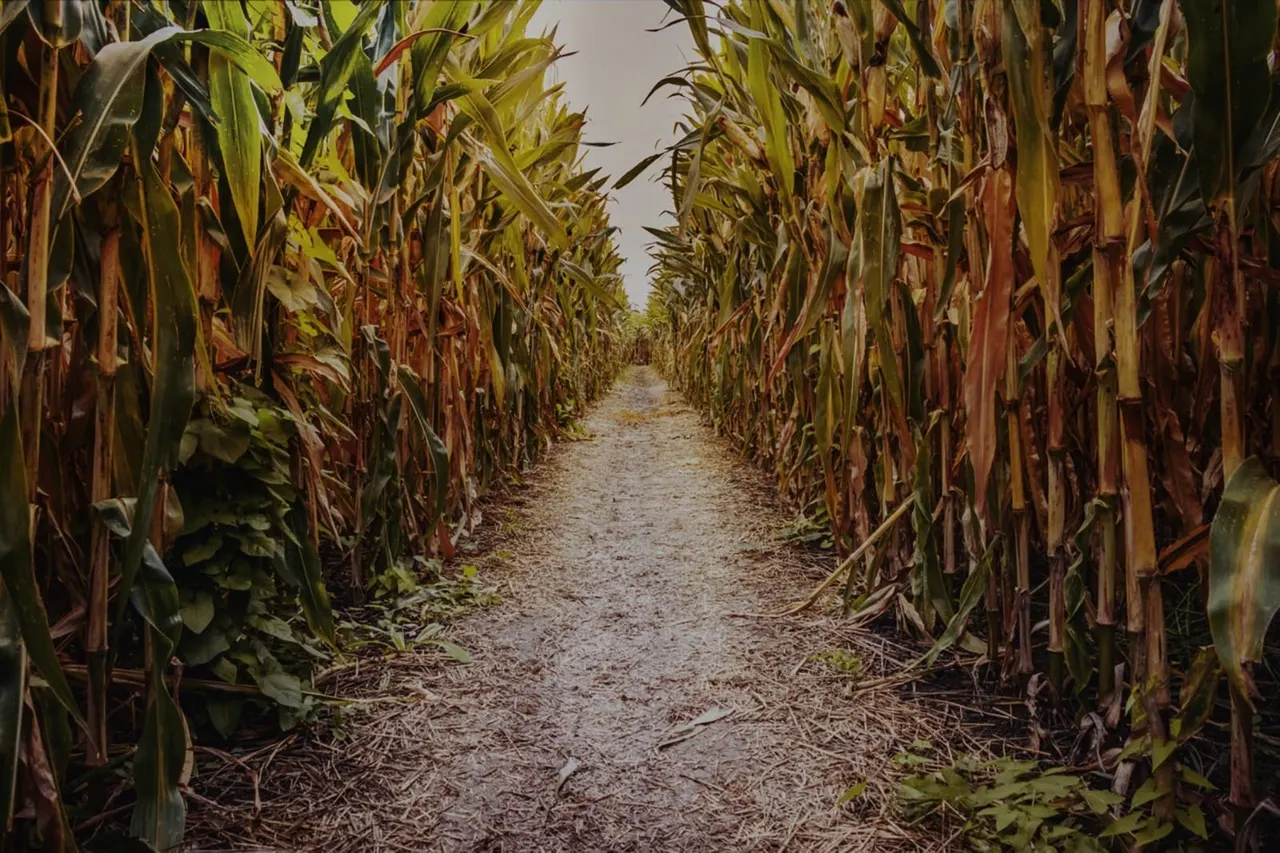 Narrow dirt path through tall maize stalks in the daytime maze