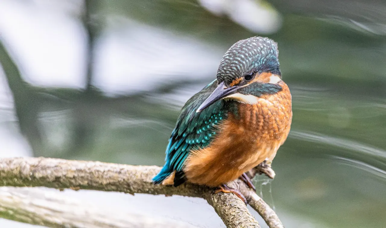 A kingfisher with orange underparts and blue-green wings perches on a branch above water.