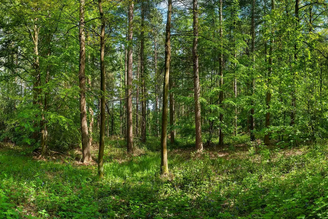 Dense woodland with tall trees and lush green undergrowth on a sunny day.