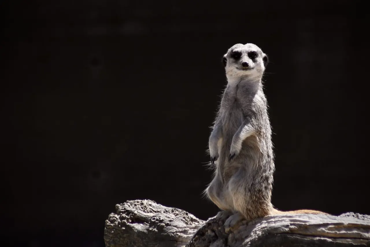 A meerkat stands upright on a log, alert and looking forward against a dark background.