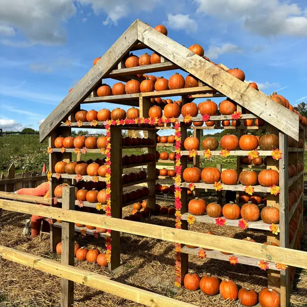 Wooden shed structure stacked with orange pumpkins and autumn decorations in a farm setting.