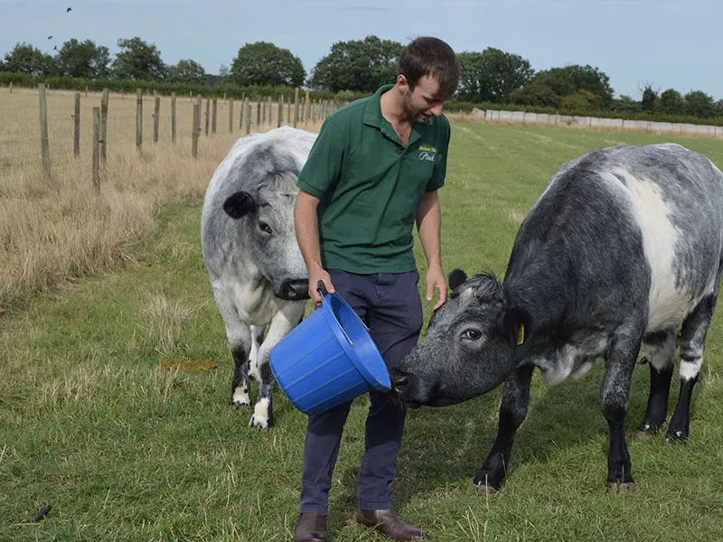 Man in green shirt feeding two cattle from a blue bucket in a grassy pasture.
