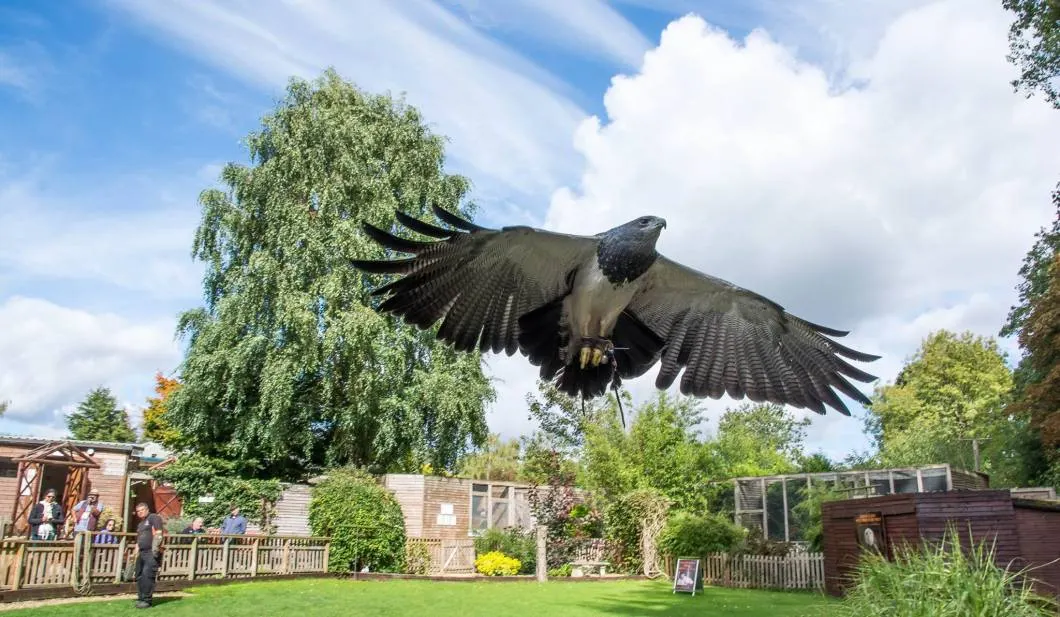 A large bird in flight with wings spread wide over a grassy courtyard, with spectators watching from wooden buildings and enclosures.