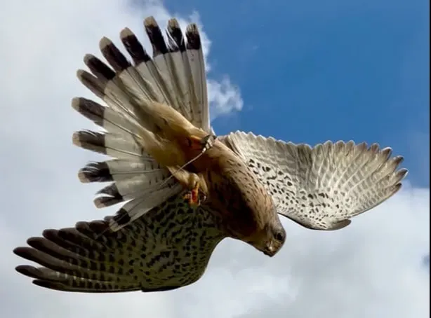 A large bird of prey flying against a blue sky with wings spread wide.