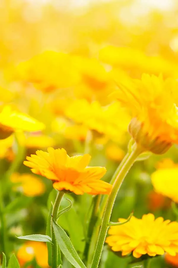 Wellbeing & Mindfulness in Preston