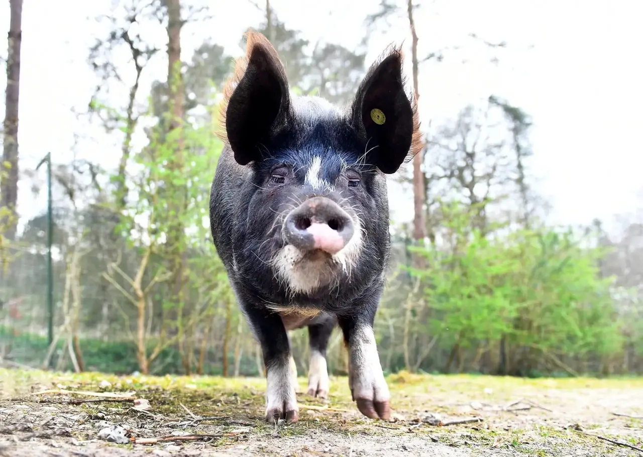 Black and white pig standing in an outdoor enclosure with trees in the background.