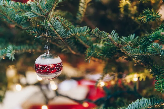 Red and white baubled Christmas ornament hanging from evergreen tree branch.