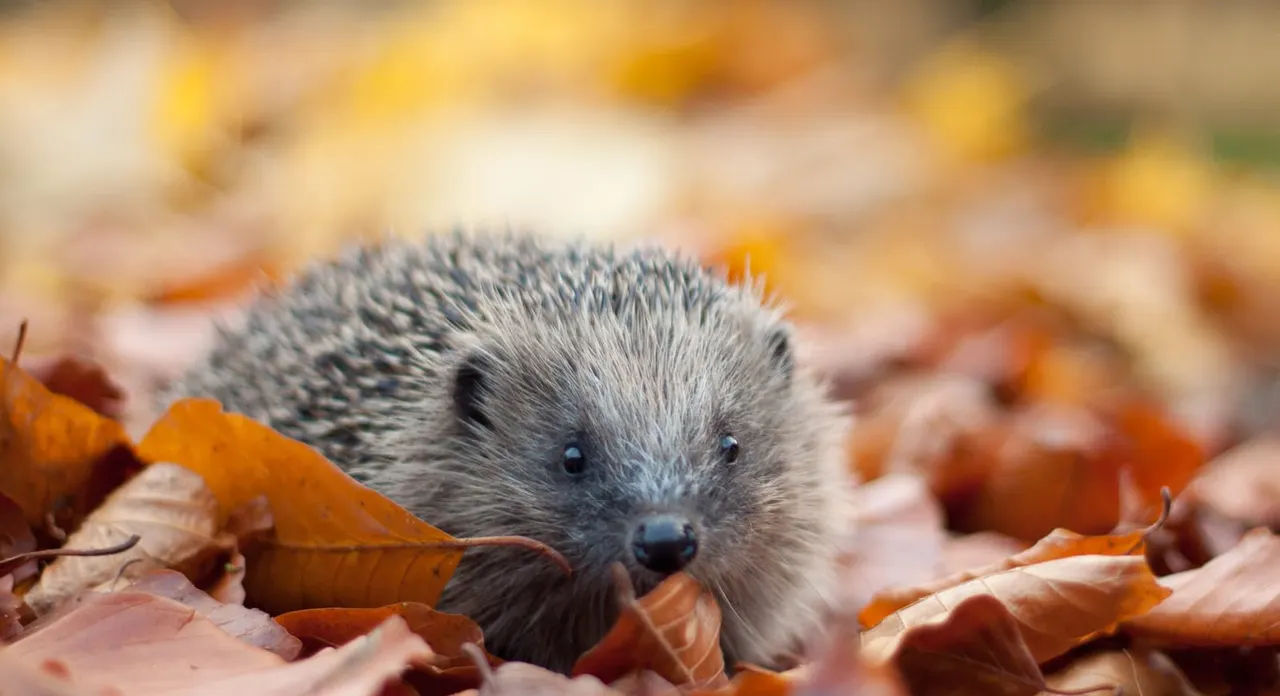 Hedgehog amongst autumn leaves on the ground.