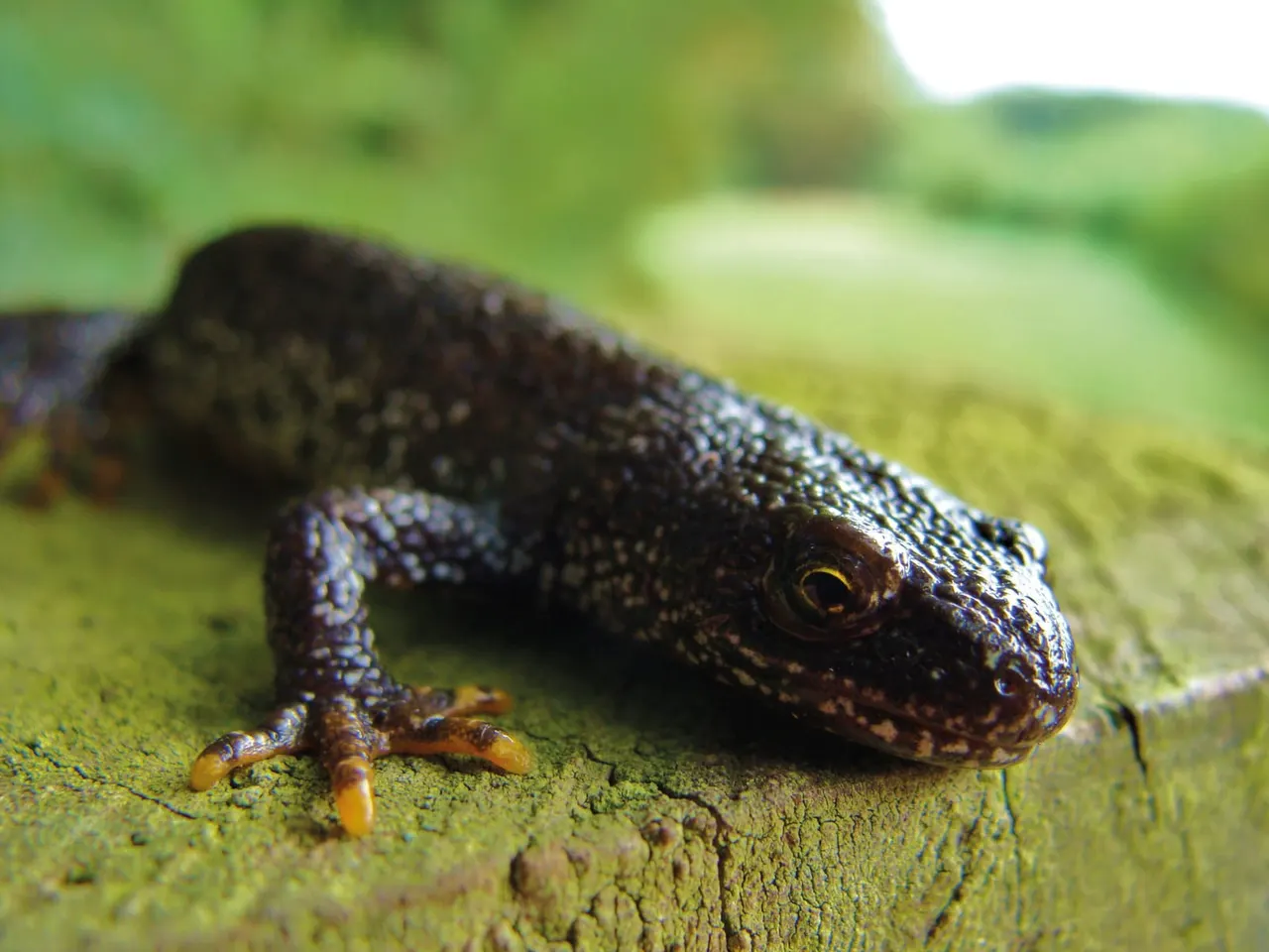 Dark-coloured newt or salamander on green moss with blurred countryside background.