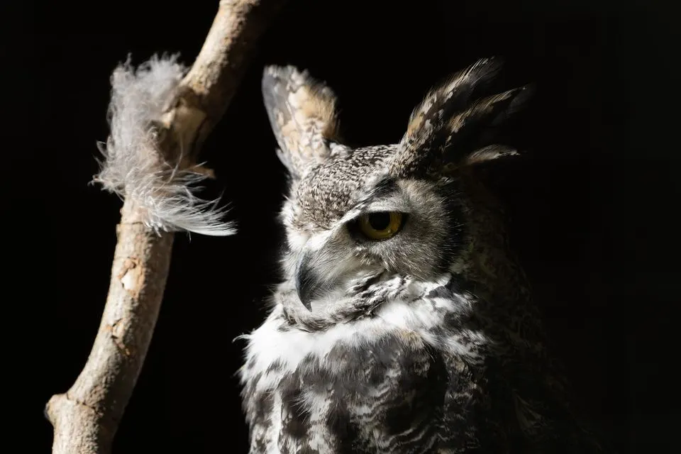 An owl with ear tufts perched on a branch against a black background.