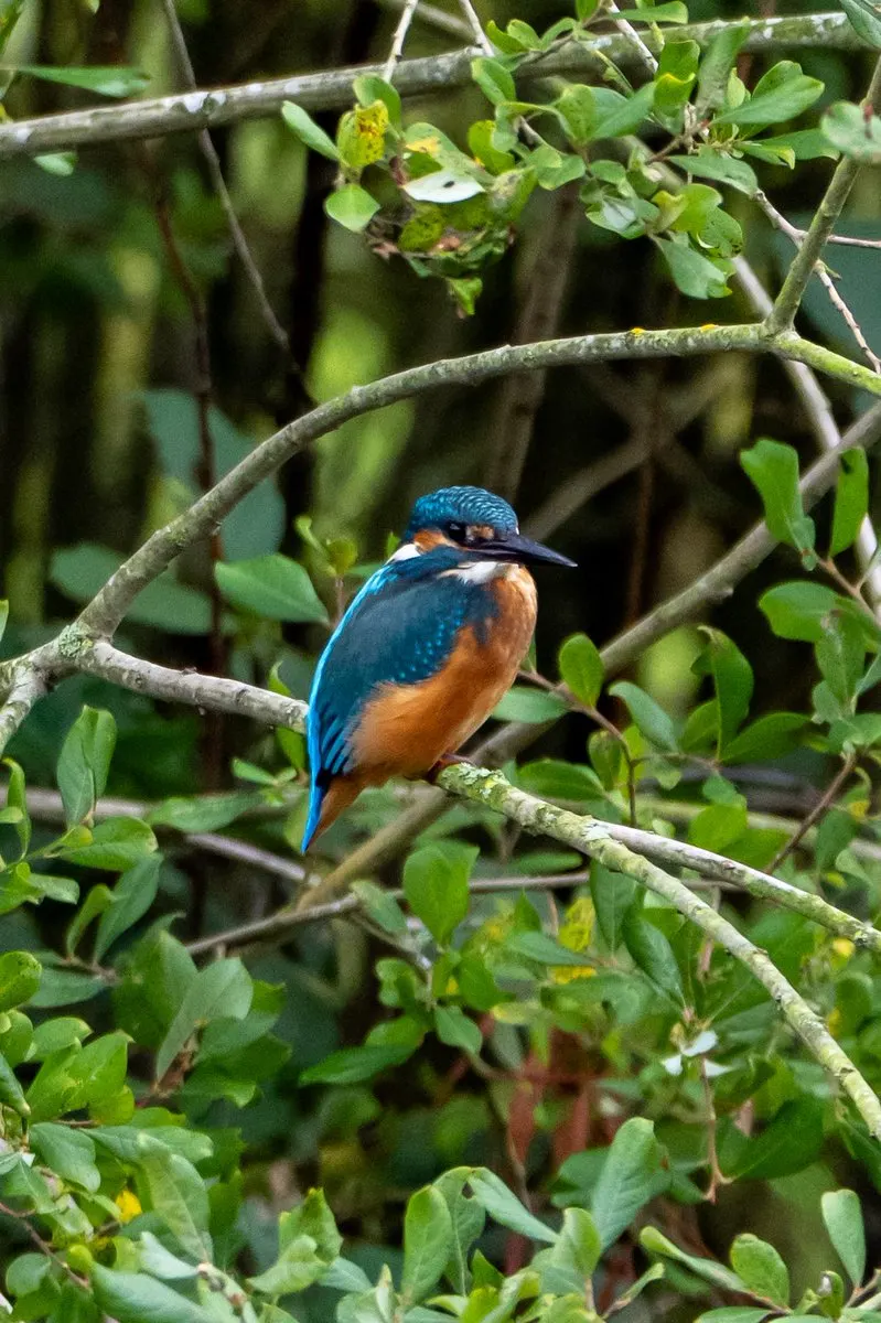 A kingfisher with bright blue and orange plumage perched on a branch surrounded by green foliage.