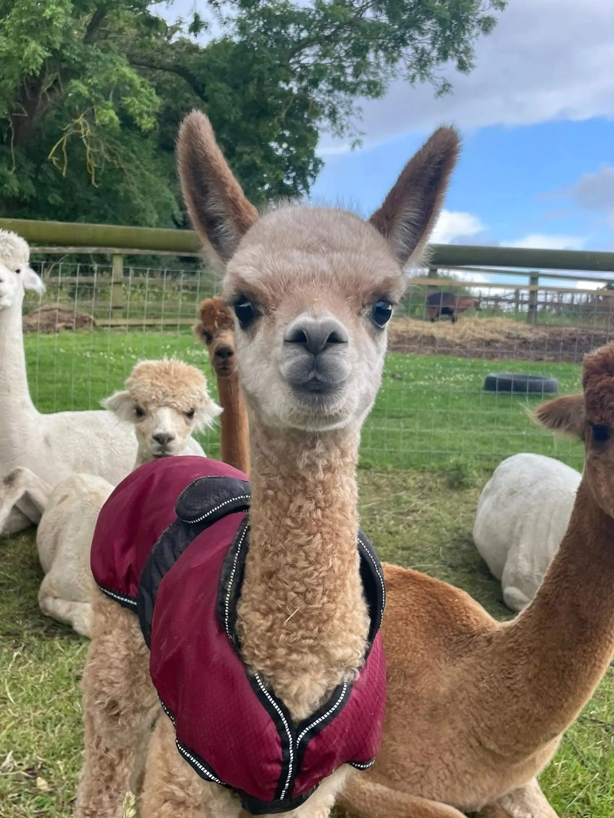 Llama wearing a burgundy coat standing in a pasture with other llamas and alpacas nearby.