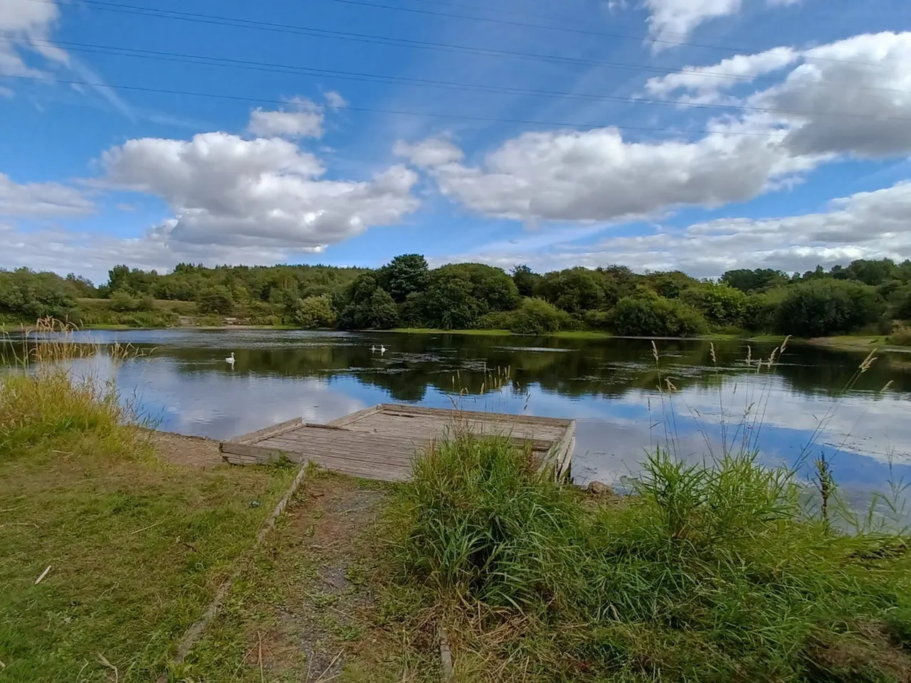Wooden jetty extending into a calm pond with reeds and grassy banks, wooded landscape beyond.