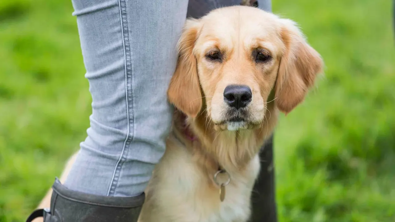 Golden Labrador standing beside a person in jeans on a green lawn.