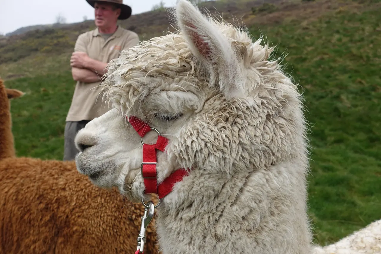 White alpaca with red halter standing in a hillside field with a handler and brown alpaca nearby.