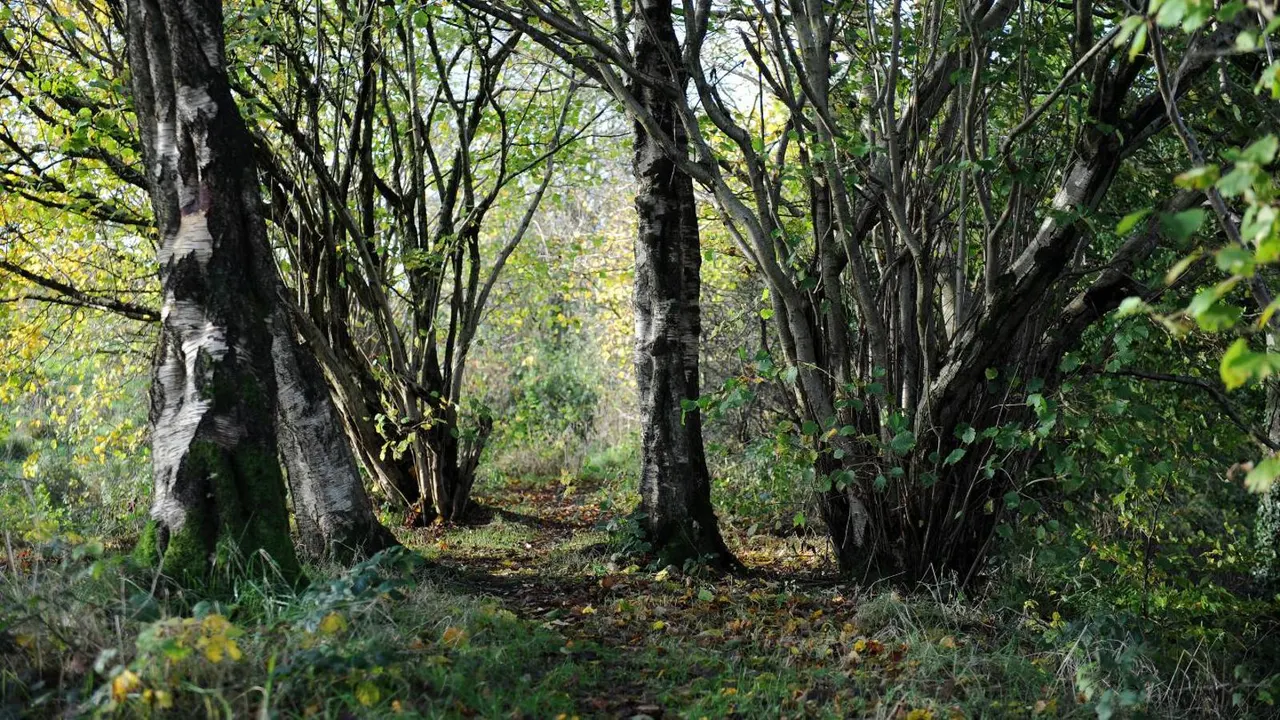 Woodland & Forest in Belfast