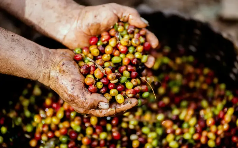 Person's hands holding freshly harvested coffee cherries in red, yellow and green hues.
