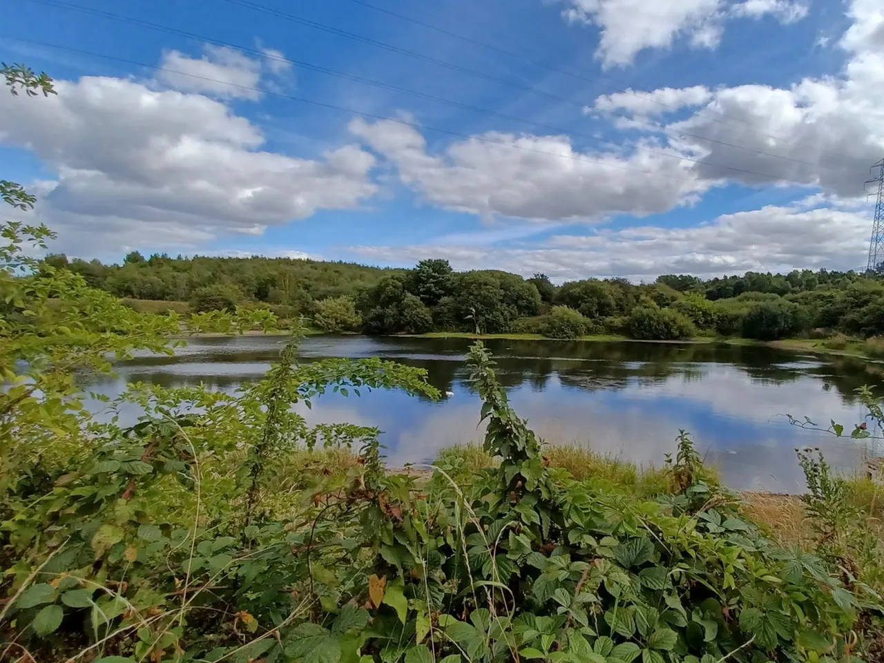 Riverside vegetation in foreground with calm water and tree-lined banks stretching across under blue sky with white clouds.