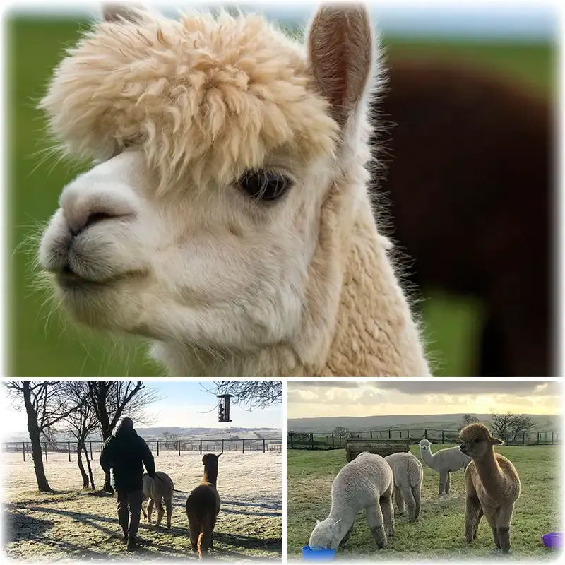 Oak Moor Farm