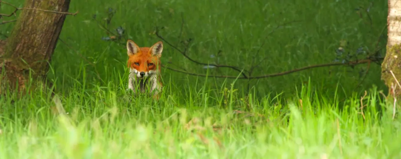 A fox stands alert in long grass near a wire fence and tree trunk.