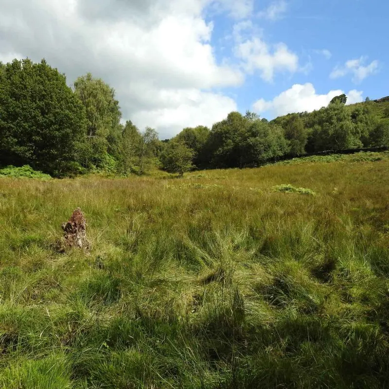 Open grassland meadow with wildflowers surrounded by deciduous woodland under partly cloudy sky.