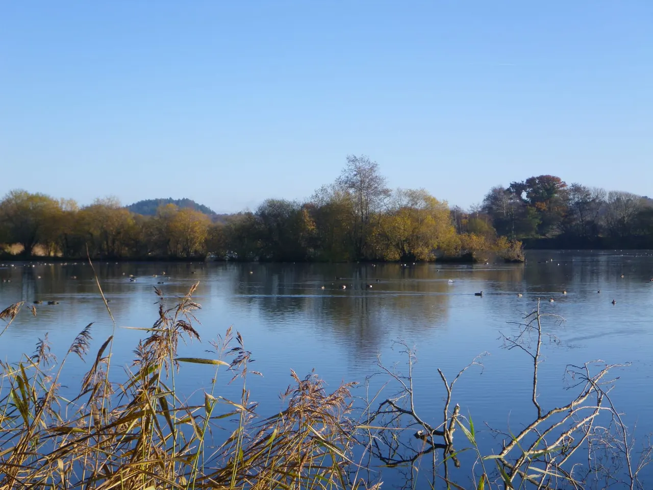 Lake with waterfowl scattered across calm blue water, autumn trees lining the shore under clear sky.