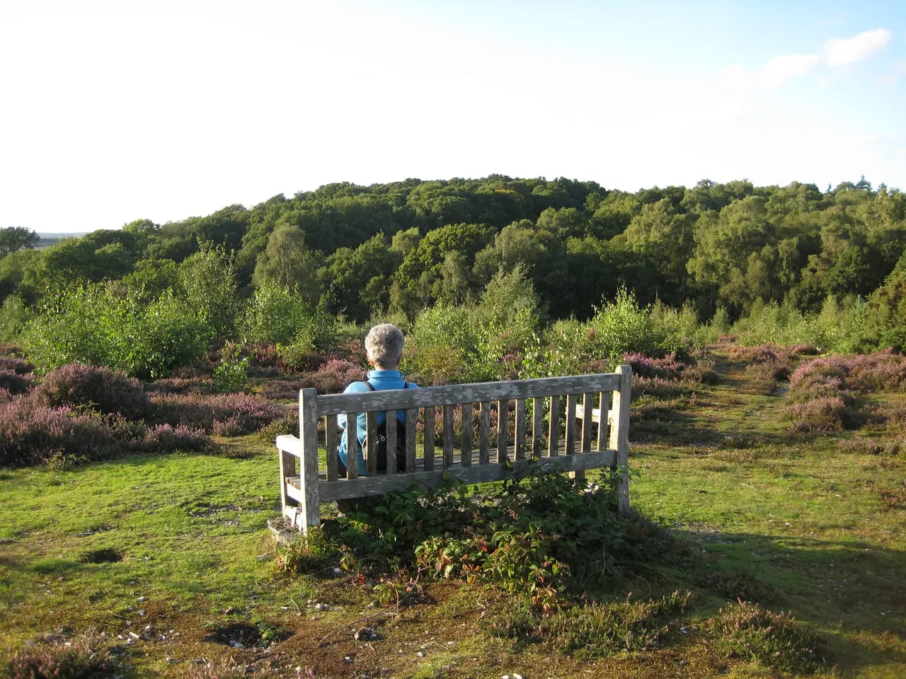 Person seated on a wooden bench overlooking heathland with flowering heather and dense woodland beyond.