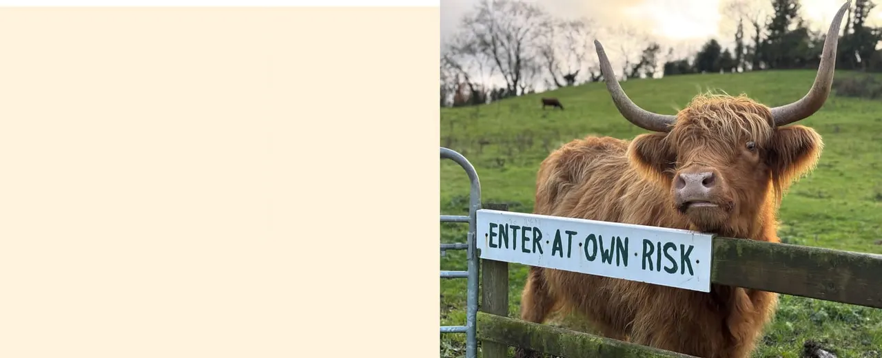 Long-horned Highland cattle behind a gate marked 'Enter at own risk' in a green pasture.