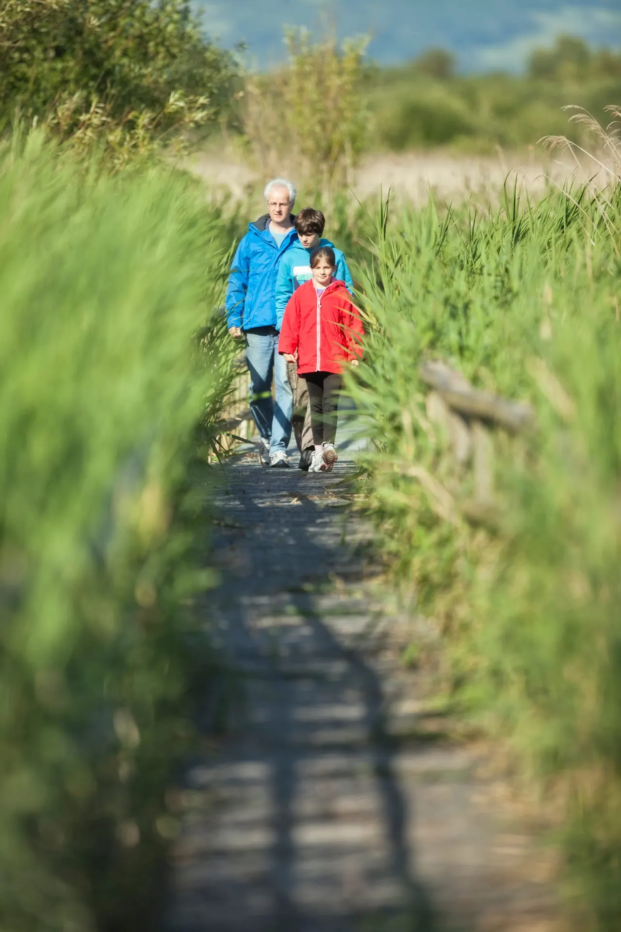 An adult and two children walking along a narrow path bordered by tall grasses and reeds on a sunny day.
