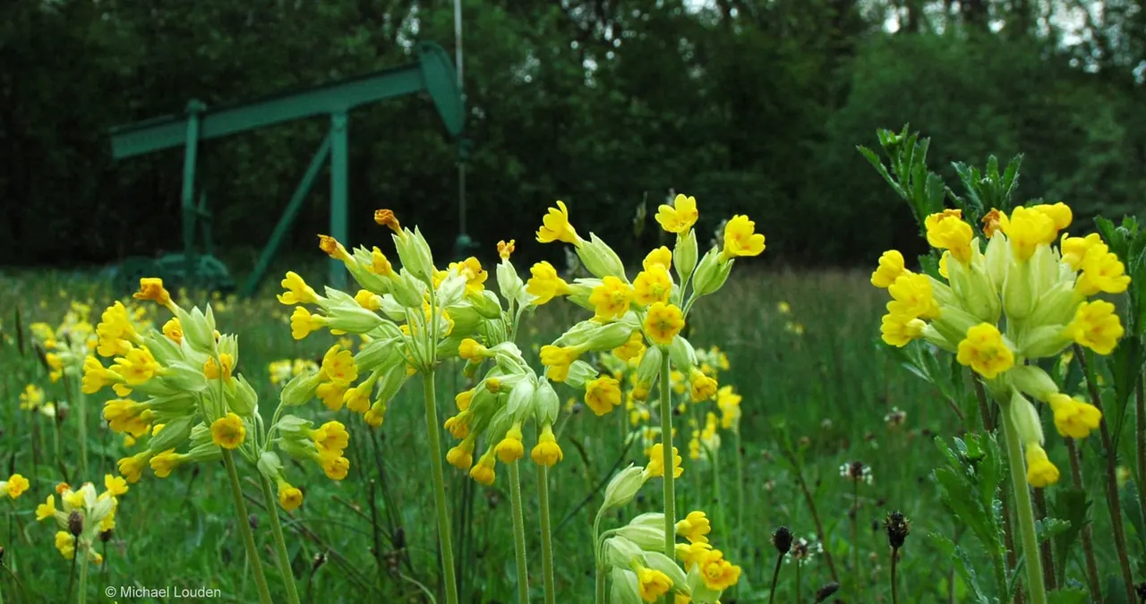 Dukes Wood Nature Reserve