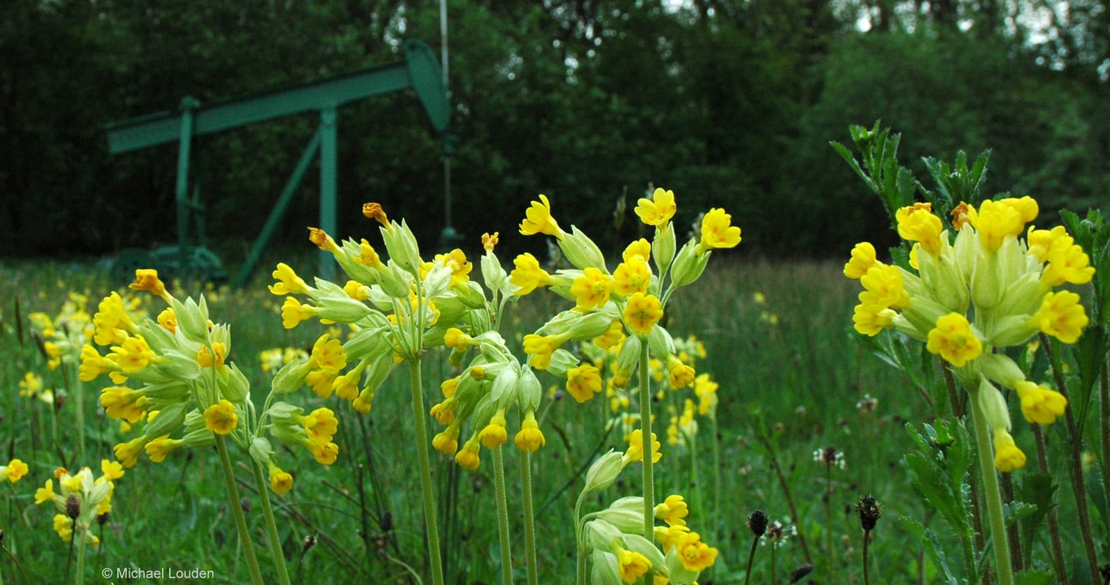 Dukes Wood Nature Reserve