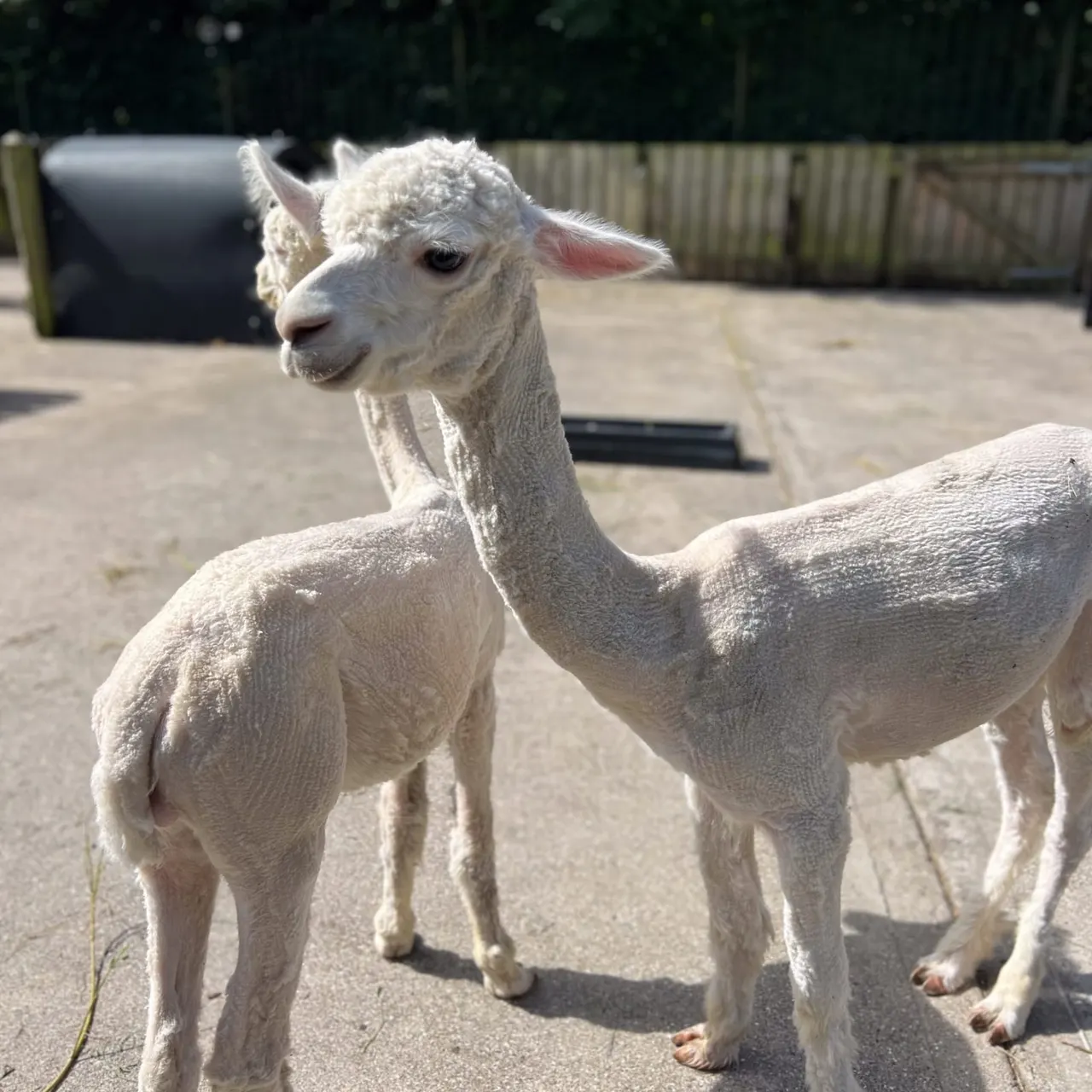 White alpaca standing in an outdoor enclosure with fenced area and shelter in background.