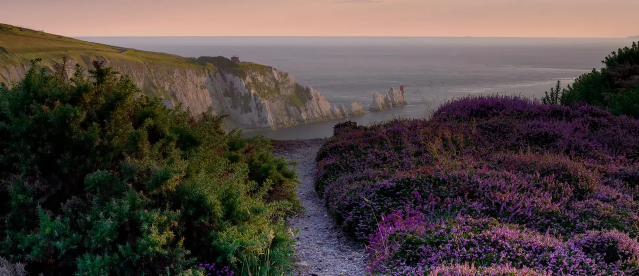 Coastal cliffs and sea stacks at dusk with purple heather and green shrubs in the foreground.
