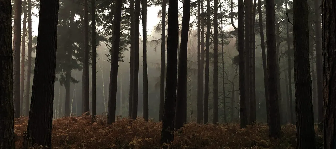 Misty forest with tall dark trees and brown leaf litter on the ground beneath a hazy sky.