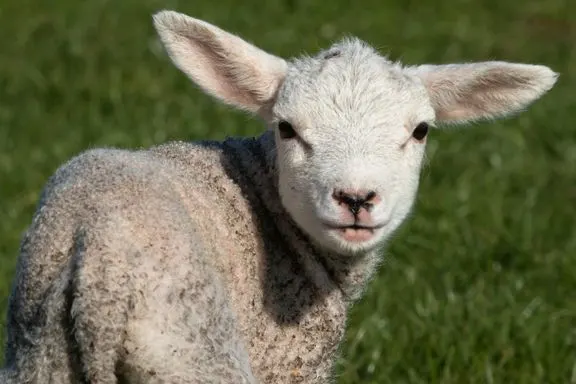 Young lamb with white face and woolly fleece standing on green grass.