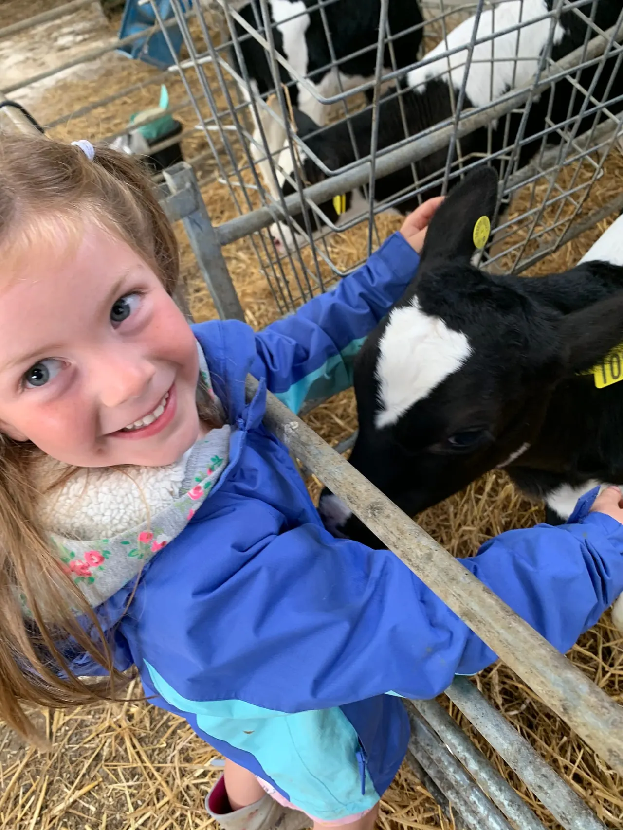 Child hugging a calf on straw bedding at Farmer Barnes Dairy