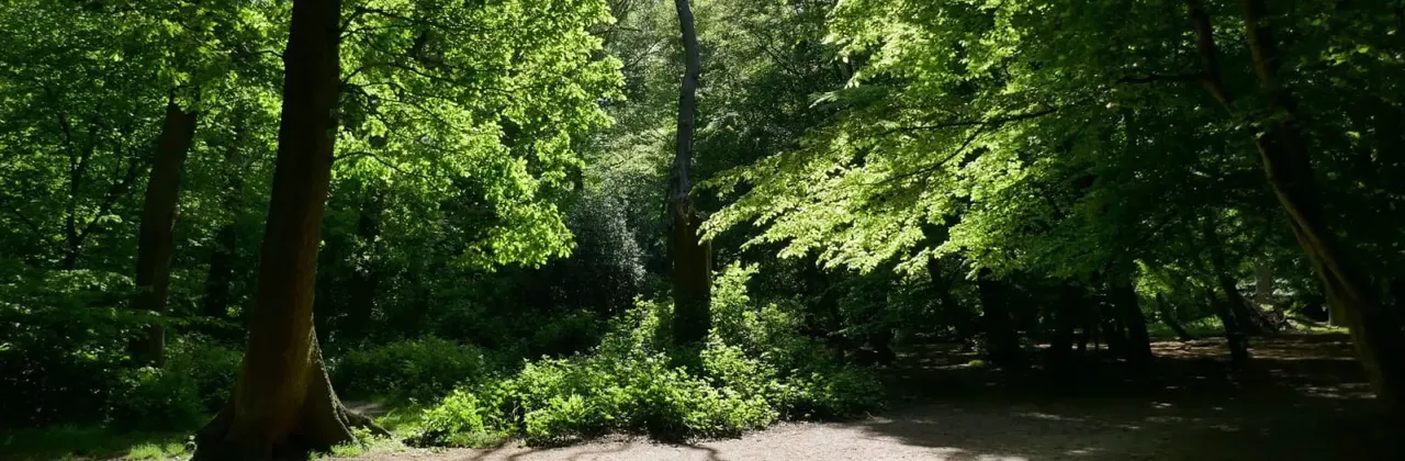 Woodland & Forest in Romford