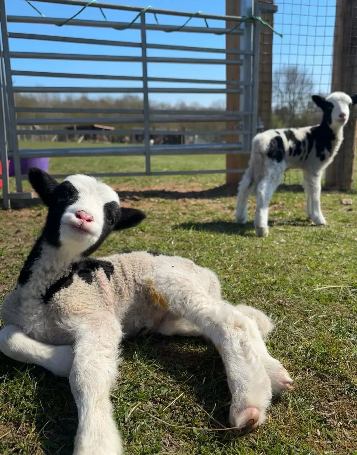 Lamb at Newlands Bishop Farm