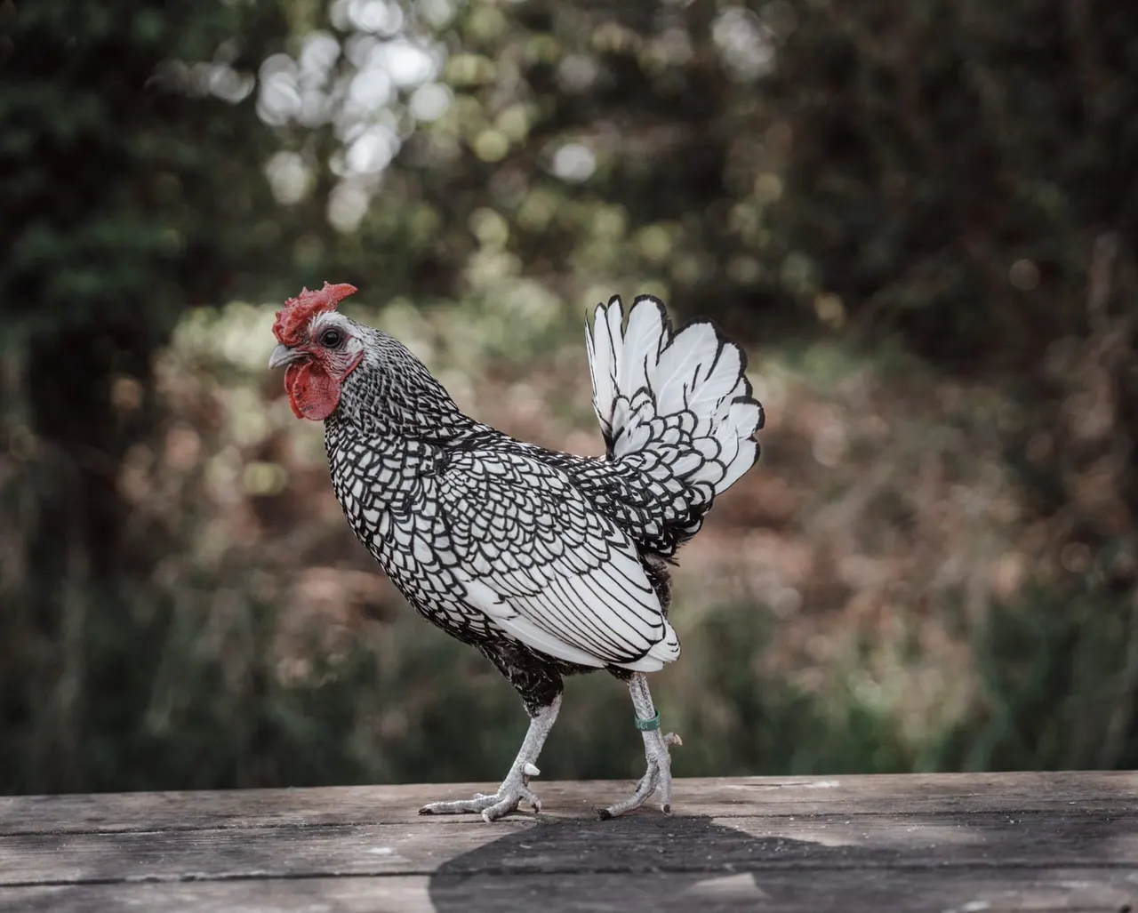 A rooster with black and white patterned plumage and a red comb stands on a wooden surface with greenery in the background.