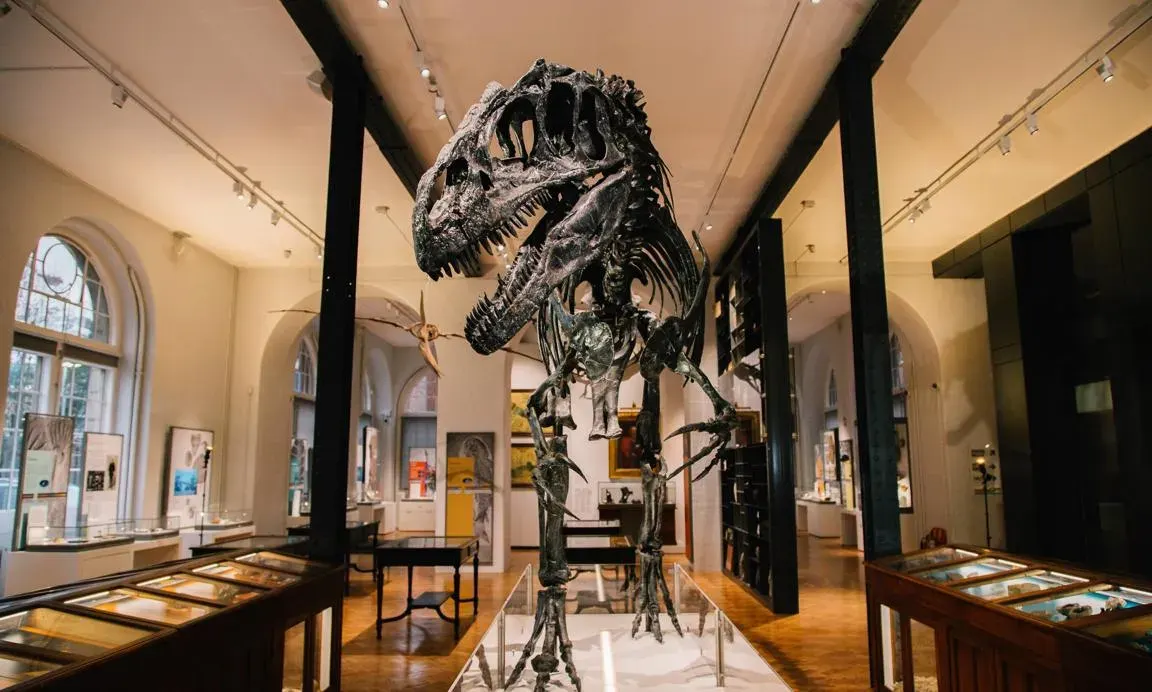 A large dinosaur skeleton displayed in the centre of a museum gallery with display cases on either side and arched windows in the background.
