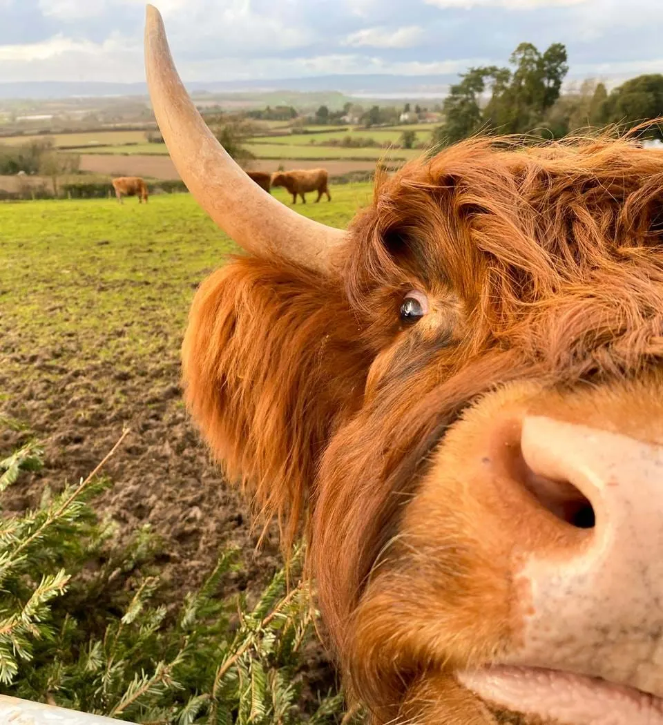 Long-haired highland cattle with long horns grazing in a green pastoral landscape with rolling countryside visible beyond.