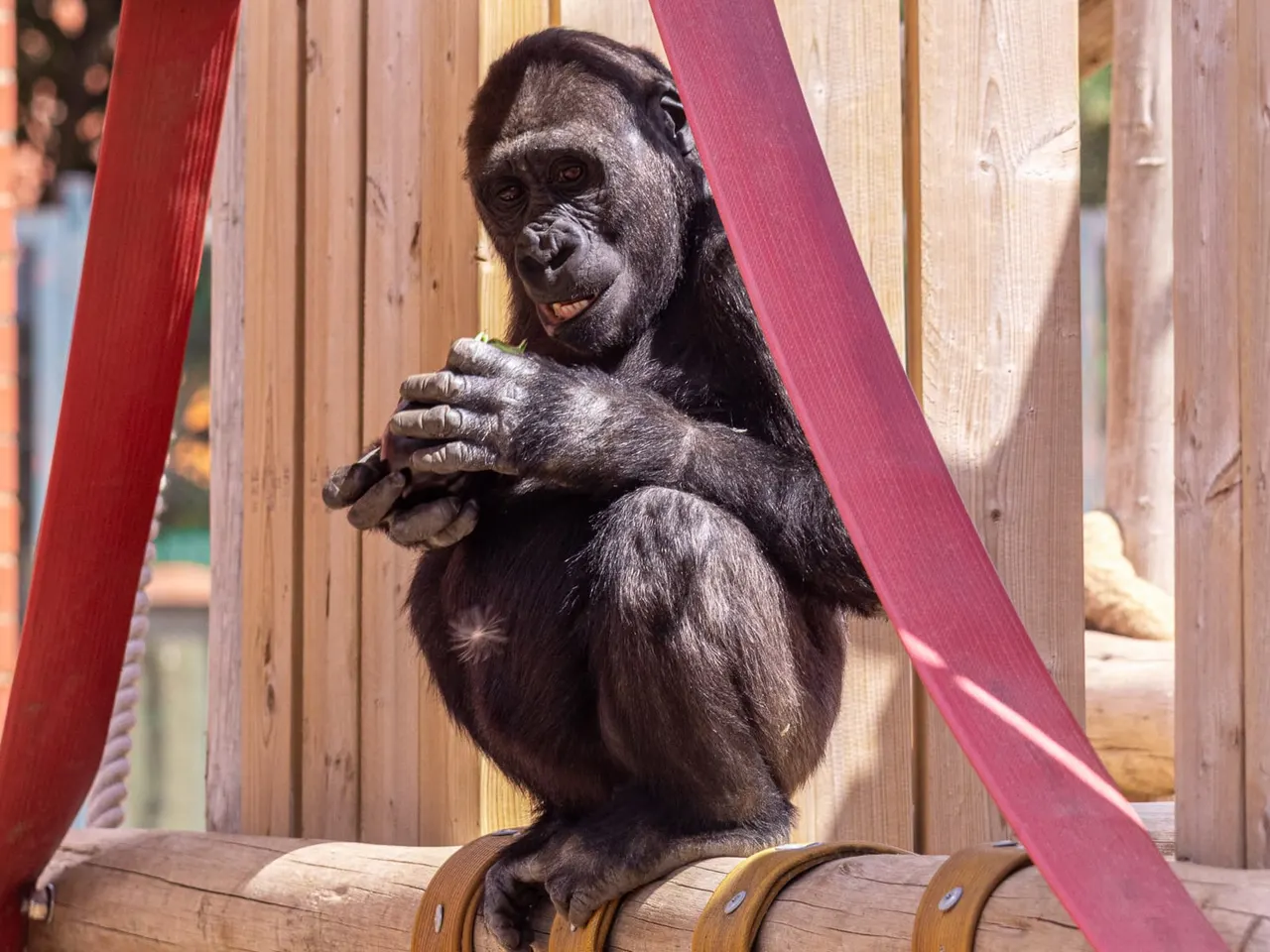Twycross Zoo animal close-up