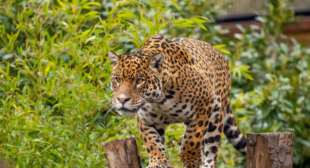 Jaguar walking among green foliage and wooden logs in an enclosure.