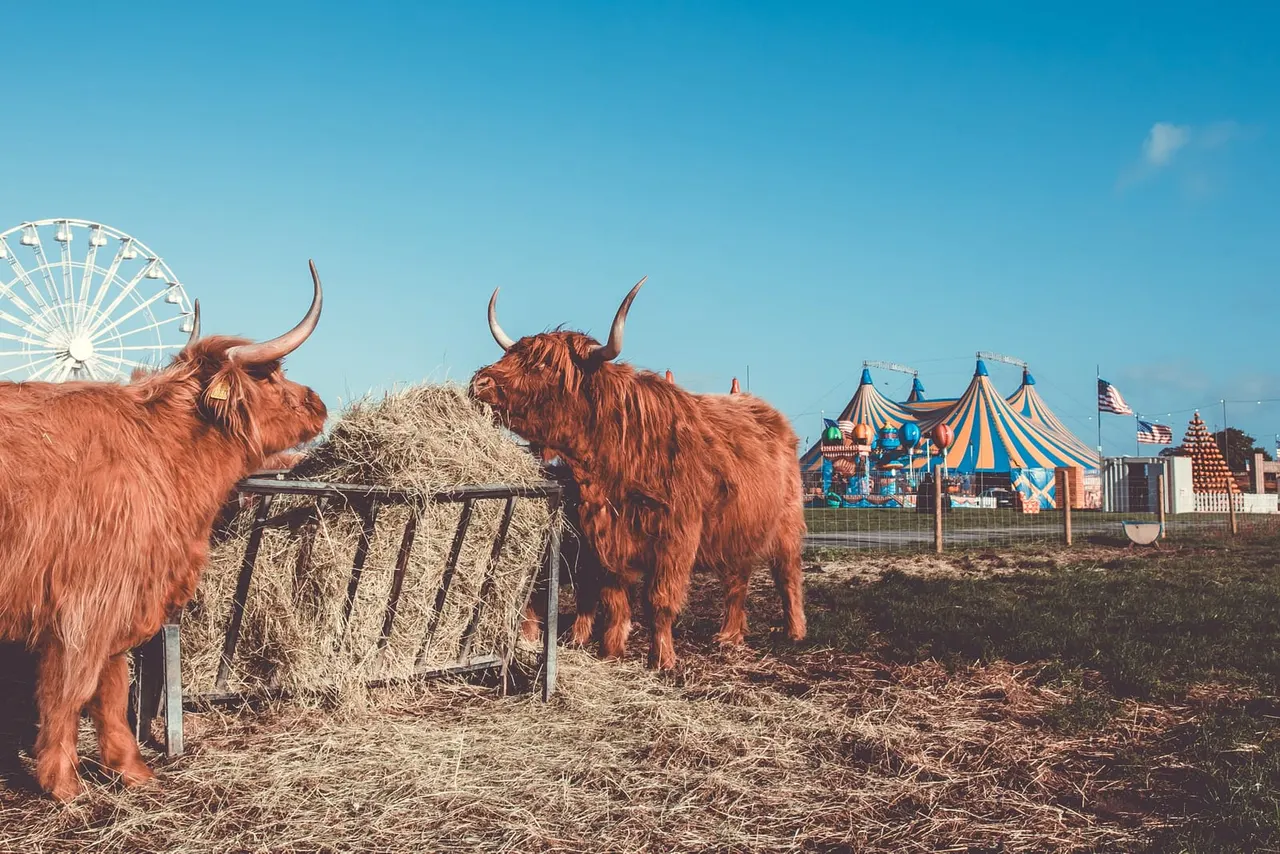 Halloween Farm site photo