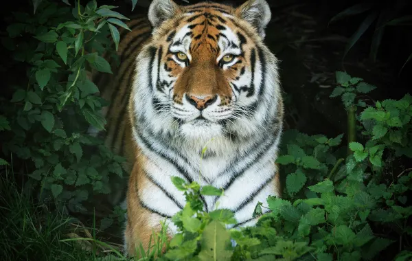Amur tiger at Colchester Zoo
