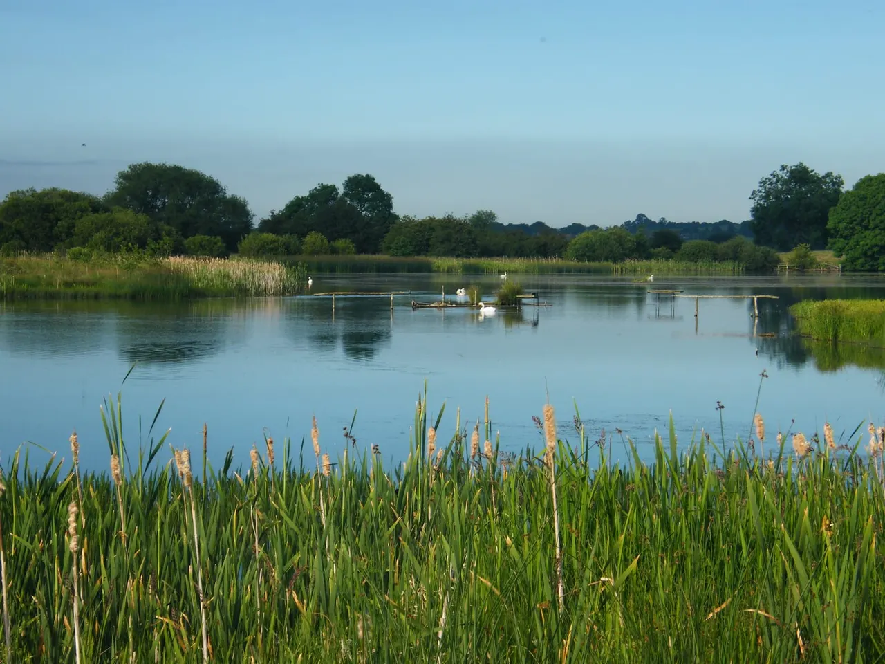 Calm lake with reeds in foreground, waterfowl on water, wooden jetties and boardwalks, tree-lined banks under clear sky.